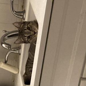 Lost Cat Peppa