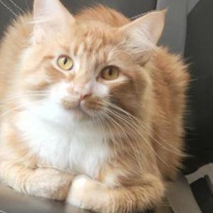 Lost Cat Levi