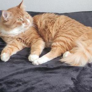 2nd Image of Levi, Lost Cat