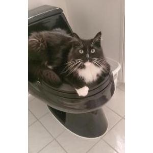 Image of Dirty Mike/Mikey, Lost Cat