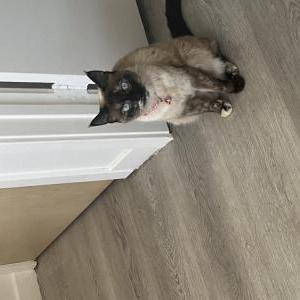 Image of Mocha, Lost Cat