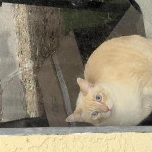Image of Opie, Lost Cat