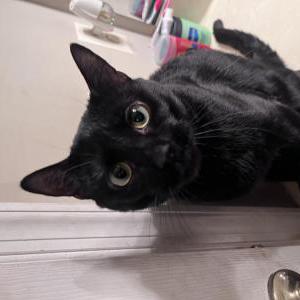 Image of Sergeant Sprinkles “, Lost Cat