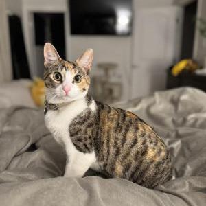 Image of Raya, Lost Cat