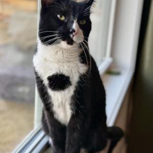 Found Cat unknown