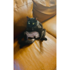 Image of Cali, Lost Cat