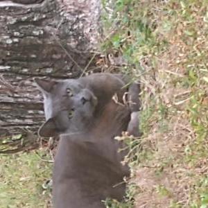 Lost Cat Frank