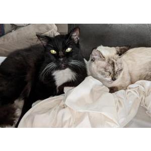 Image of Liara, Lost Cat
