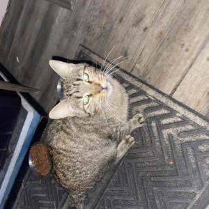 Found Cat Unknown