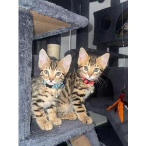 Image of Blue (kitten), Lost Cat