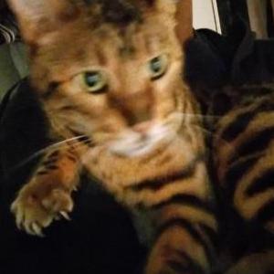 Image of Murr, Lost Cat