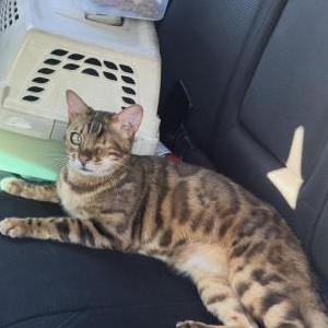 Image of Zuko, Lost Cat