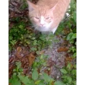 Image of Mannix/Gideon, Lost Cat