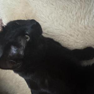 Image of Otto, Lost Cat