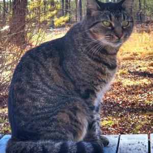 Lost Cat Cleo