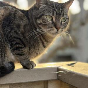 Image of Bosbsa, Lost Cat
