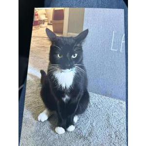Lost Cat Mittens