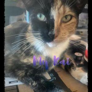 Image of Kai, Lost Cat