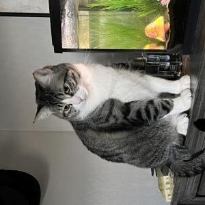 Lost Cat Izzy