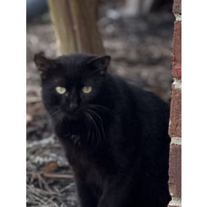 Lost Cat Barney