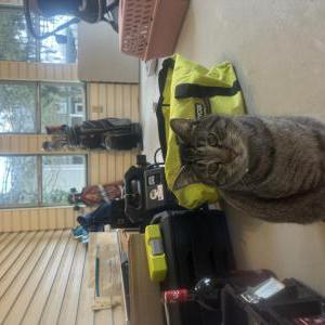 Found Cat Unknown