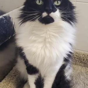 Lost Cat Marbles