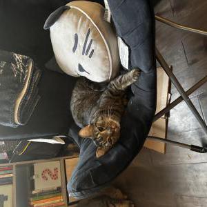 Lost Cat Little Guy