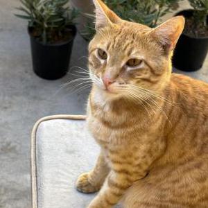 Image of Sobie, Lost Cat