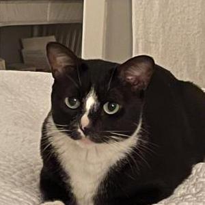 Lost Cat Kitten Mitten