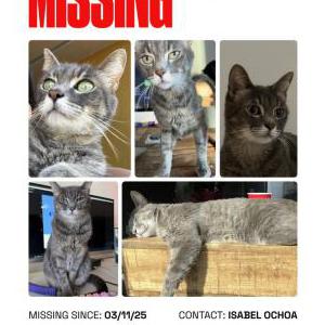 Image of Shoes, Lost Cat