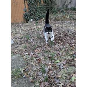 Found Cat Unknown
