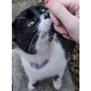 Found Cat Unknown