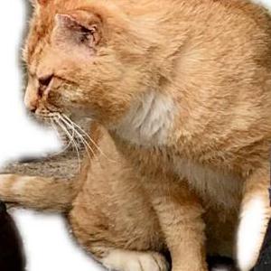 Lost Cat Blondie