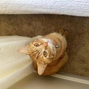 Image of Peaches, Lost Cat