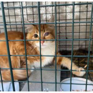 Lost Cat Mango