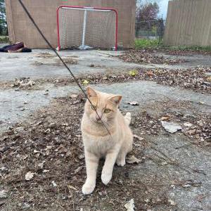 Image of Jason, Lost Cat