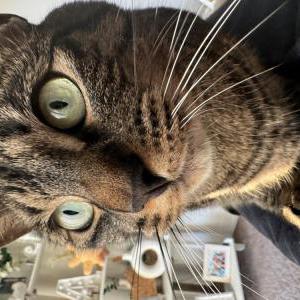 Lost Cat Franklin