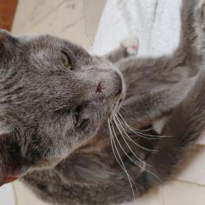 Found Cat Unknown