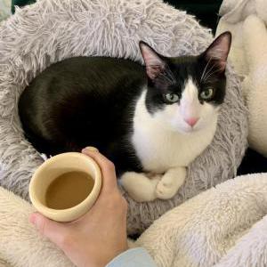Lost Cat Moog / Mookik