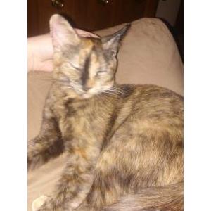 Lost Cat Kora