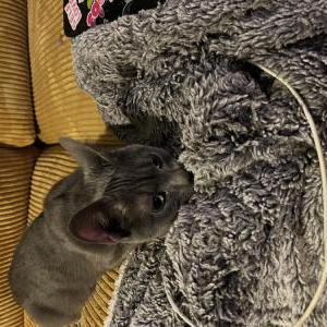 Found Cat Unknown