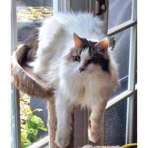 Image of Whisper, Lost Cat