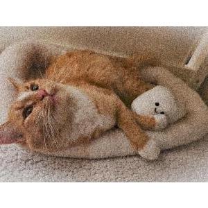Lost Cat Willow