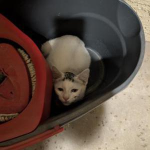 Image of Unknown, Found Cat