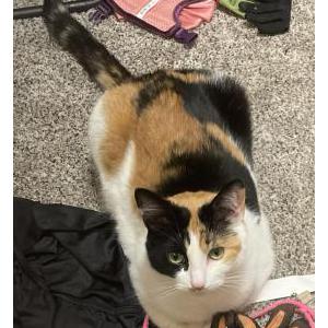 Lost Cat Rose