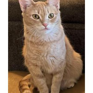 Image of Luna, Lost Cat