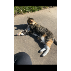 Lost Cat Billie