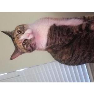 2nd Image of Billie, Lost Cat