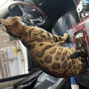 Image of Bobby, Lost Cat