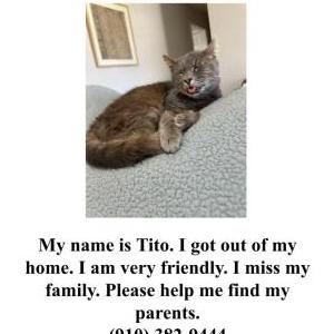 Lost Cat Tito